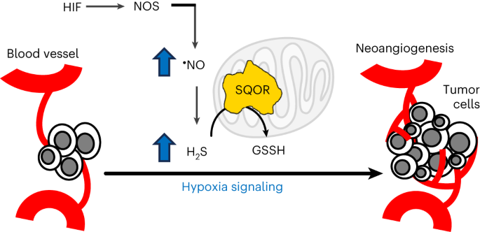 Sulfide oxidation promotes hypoxic angiogenesis and neovascularization