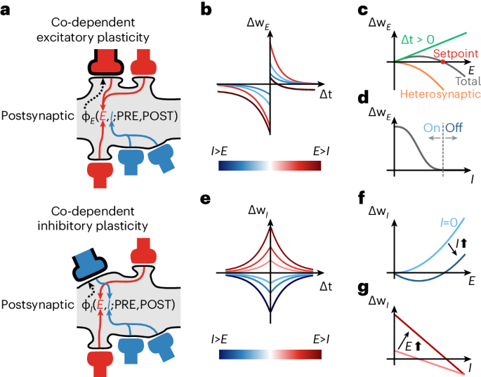 Co-dependent excitatory and inhibitory plasticity accounts for quick, stable and long-lasting memories in biological networks