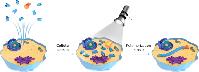 Light-mediated intracellular polymerization