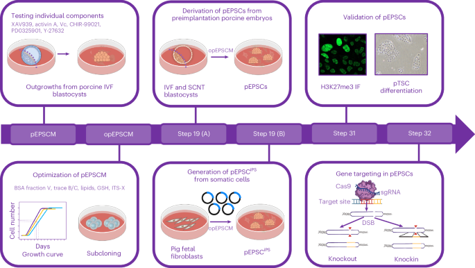 An optimized culture system for efficient derivation of porcine expanded potential stem cells from preimplantation embryos and by reprogramming somatic cells
