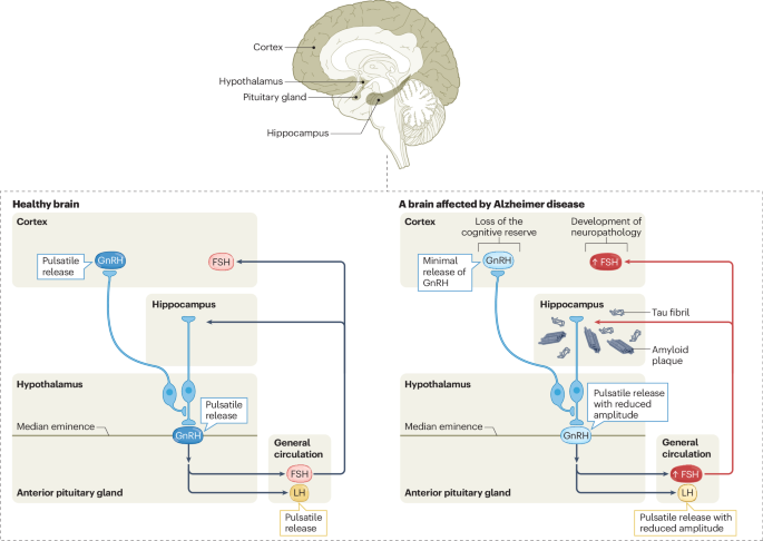The hypothalamic–pituitary–gonadal axis and the enigma of Alzheimer disease sex differences