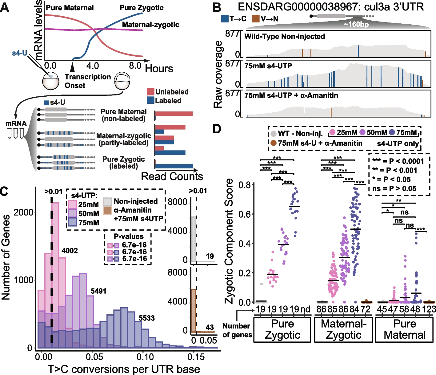 miR-430 regulates zygotic mRNA during zebrafish embryogenesis