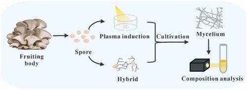 Optimizing Mycelial Protein Yield in Pleurotus djamor via ARTP Mutagenesis and Hybridization Strategies