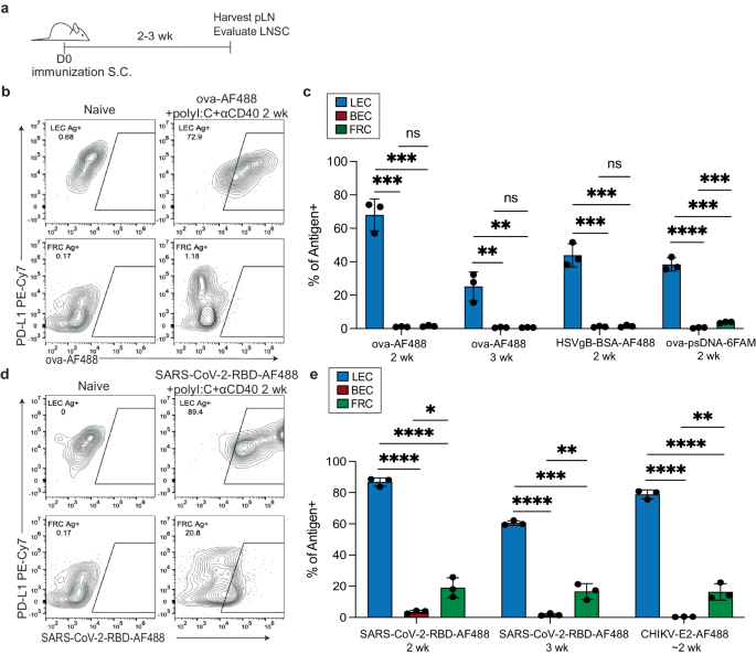 Immunization-induced antigen archiving enhances local memory CD8+ T cell responses following an unrelated viral infection