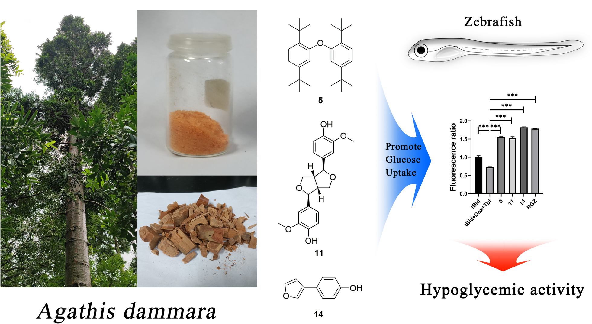Compounds from Agathis dammara exert hypoglycaemic activity by enhancing glucose uptake: lignans, terpenes and others