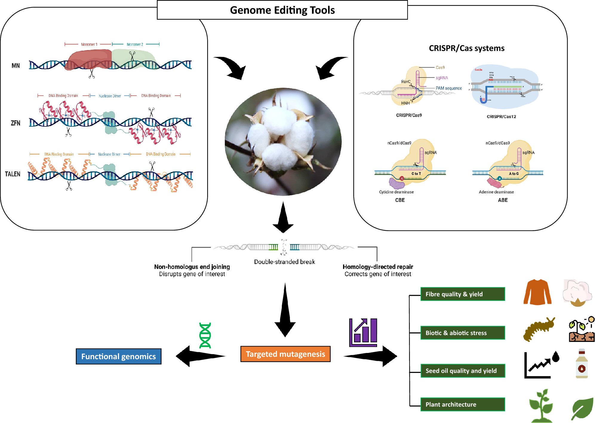 Targeted genome editing for cotton improvement: prospects and challenges