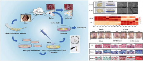Enhanced articular cartilage regeneration using costal chondrocyte-derived scaffold-free tissue engineered constructs with ascorbic acid treatment