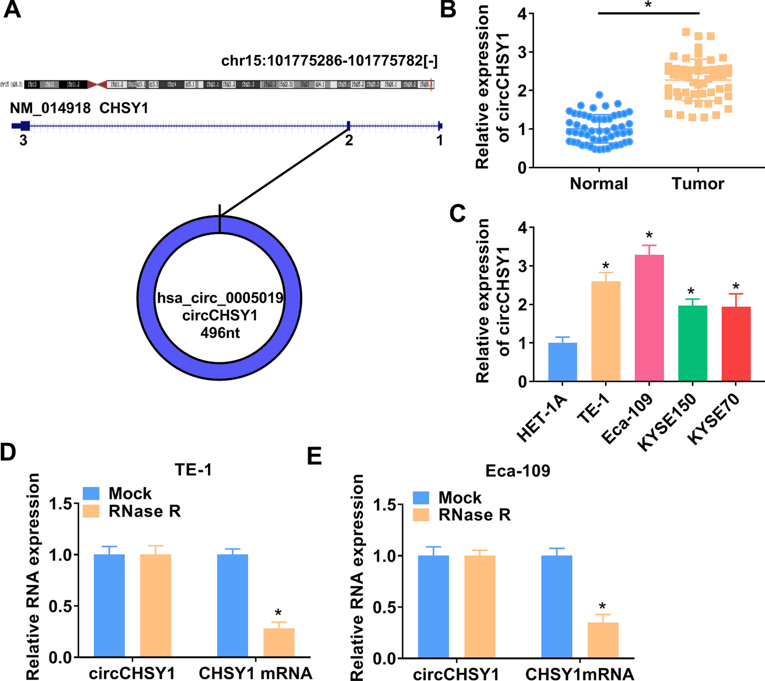 Circular RNA circCHSY1 silencing inhibits the malignant progression of esophageal squamous cell carcinoma