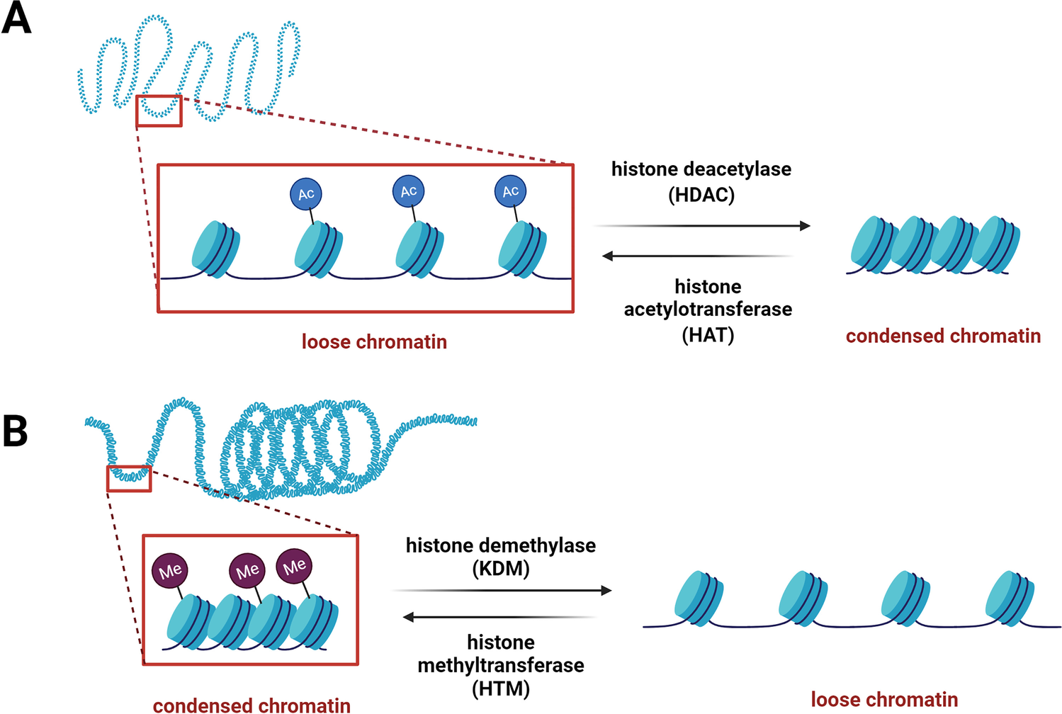 Cardiovascular Mechano-Epigenetics: Force-Dependent Regulation of Histone Modifications and Gene Regulation