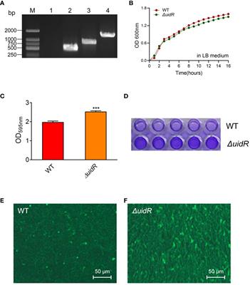 Quantitative proteomics analysis reveals an important role of the transcriptional regulator UidR in the bacterial biofilm formation of Aeromonas hydrophila