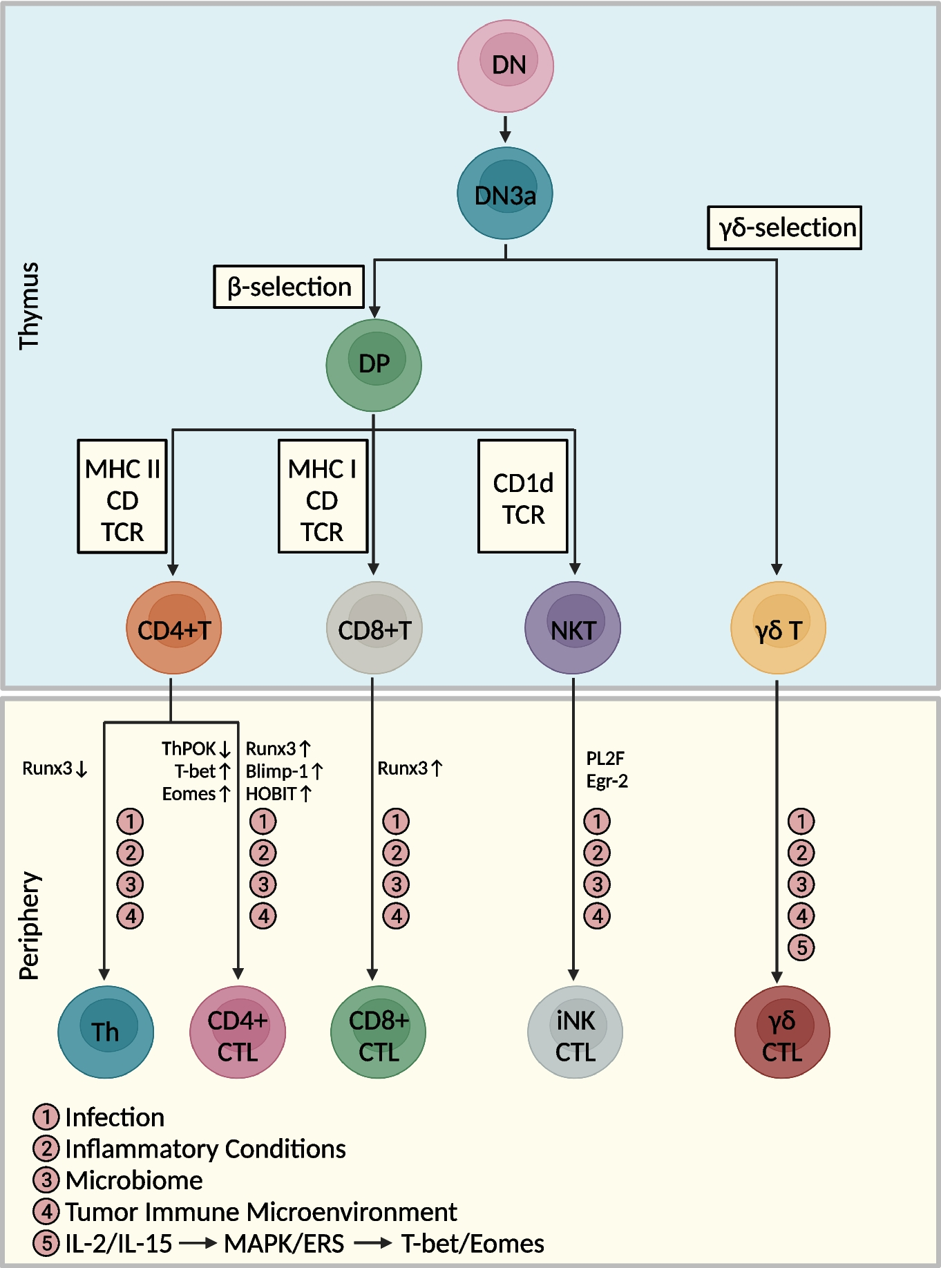 CTLs heterogeneity and plasticity: implications for cancer immunotherapy