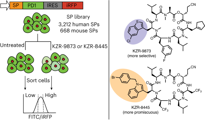 Global signal peptide profiling reveals principles of selective Sec61 inhibition
