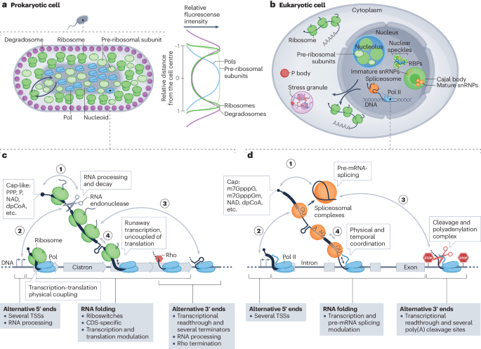 Co-transcriptional gene regulation in eukaryotes and prokaryotes