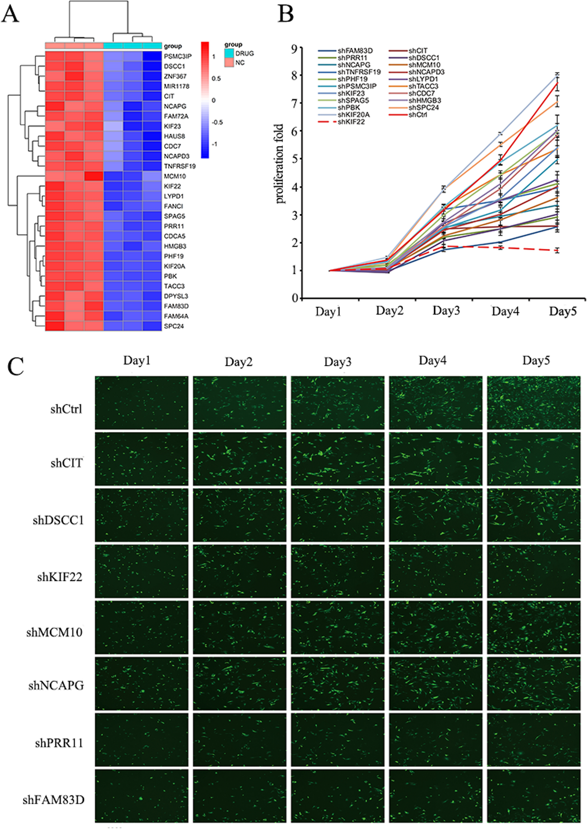 FAM83D acts as an oncogene by regulating cell cycle progression via multiple pathways in synovial sarcoma: a potential novel downstream target oncogene of anlotinib