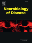 Corrigendum to “Reducing huntingtin by immunotherapy delays disease progression in a mouse model of Huntington disease” [Neurobiology of Disease, 2024 Jan:190:106376]