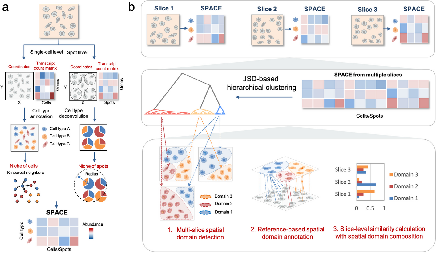 Multi-slice spatial transcriptome domain analysis with SpaDo