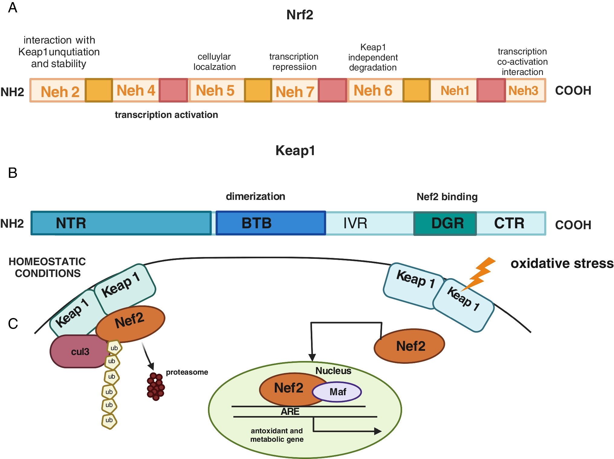 Exploring sulforaphane as neurotherapeutic: targeting Nrf2-Keap & Nf-Kb pathway crosstalk in ASD