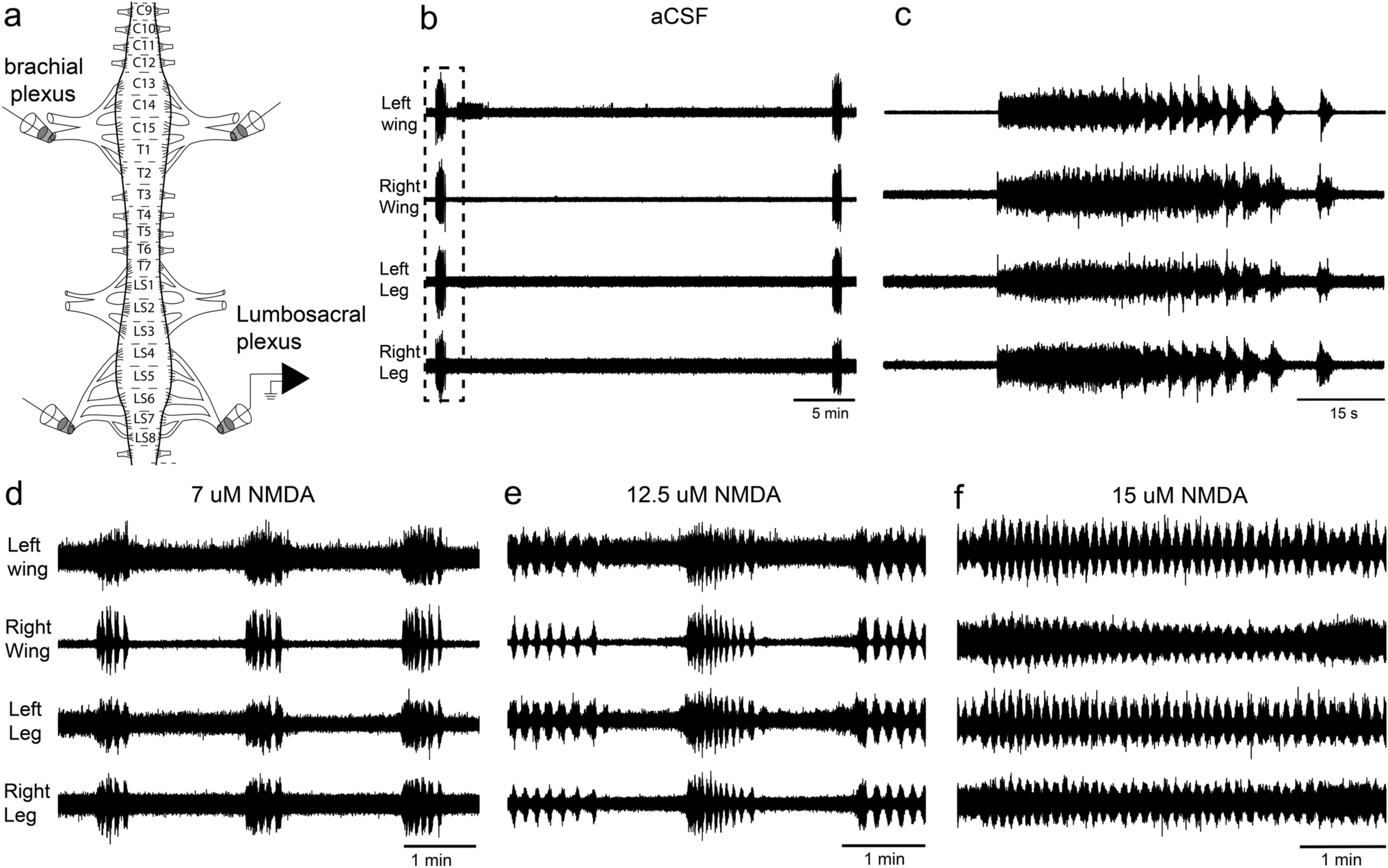 Investigation of central pattern generators in the spinal cord of chicken embryos