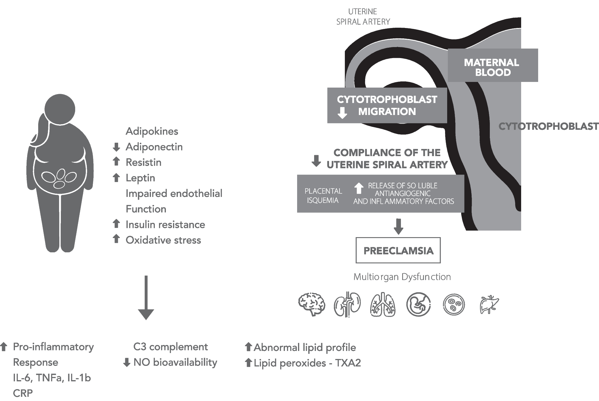 The Role of Obesity in the Development of Preeclampsia