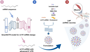 A novel deep generative model for mRNA vaccine development: Designing 5′ UTRs with N1-methyl-pseudouridine modification