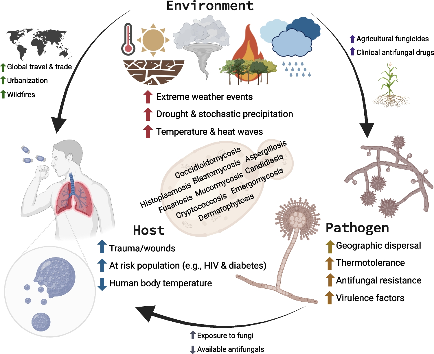 The Impact of Climate Change on Human Fungal Pathogen Distribution and Disease Incidence