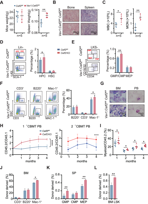 Loss of RNA-binding protein CELF2 promotes acute leukemia development via FAT10-mTORC1