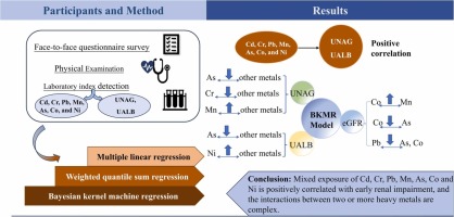 Analysis of relationship between mixed heavy metal exposure and early renal damage based on a weighted quantile sum regression and Bayesian kernel machine regression model