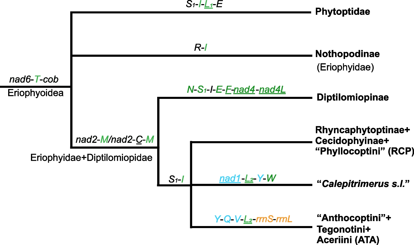 Phylogenomics resolves the higher-level phylogeny of herbivorous eriophyoid mites (Acariformes: Eriophyoidea)
