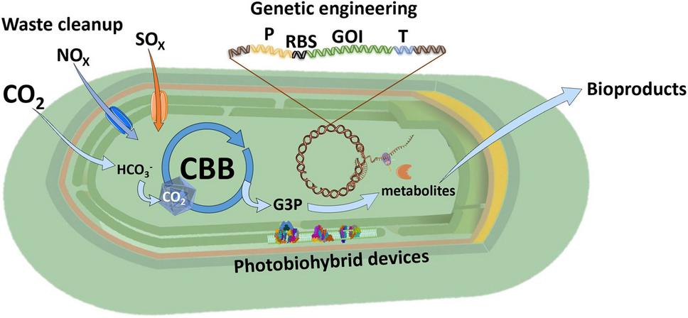Thermophilic cyanobacteria—exciting, yet challenging biotechnological chassis