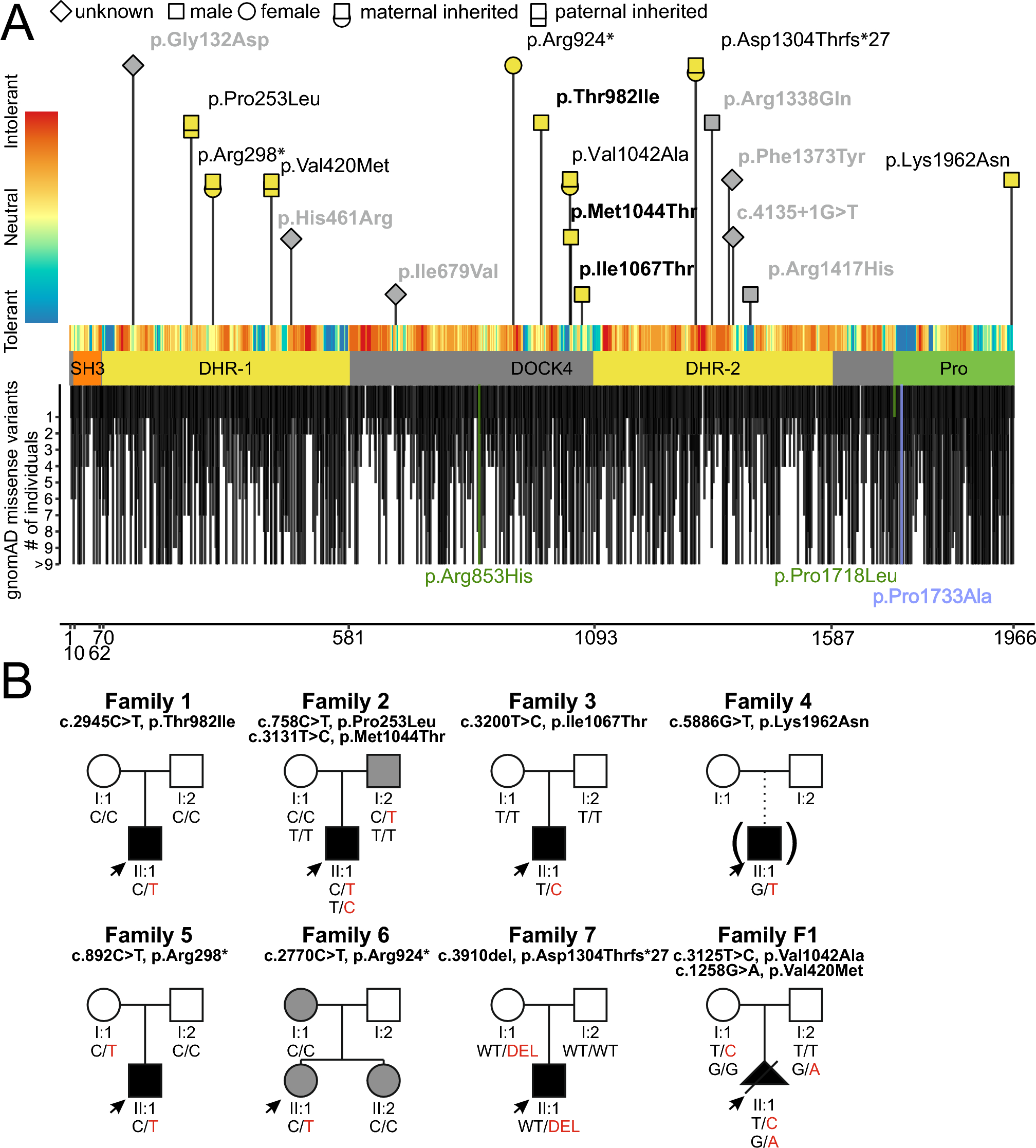 Heterozygous loss-of-function variants in DOCK4 cause neurodevelopmental delay and microcephaly