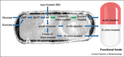 Microbial synthesis of health-promoting inositols