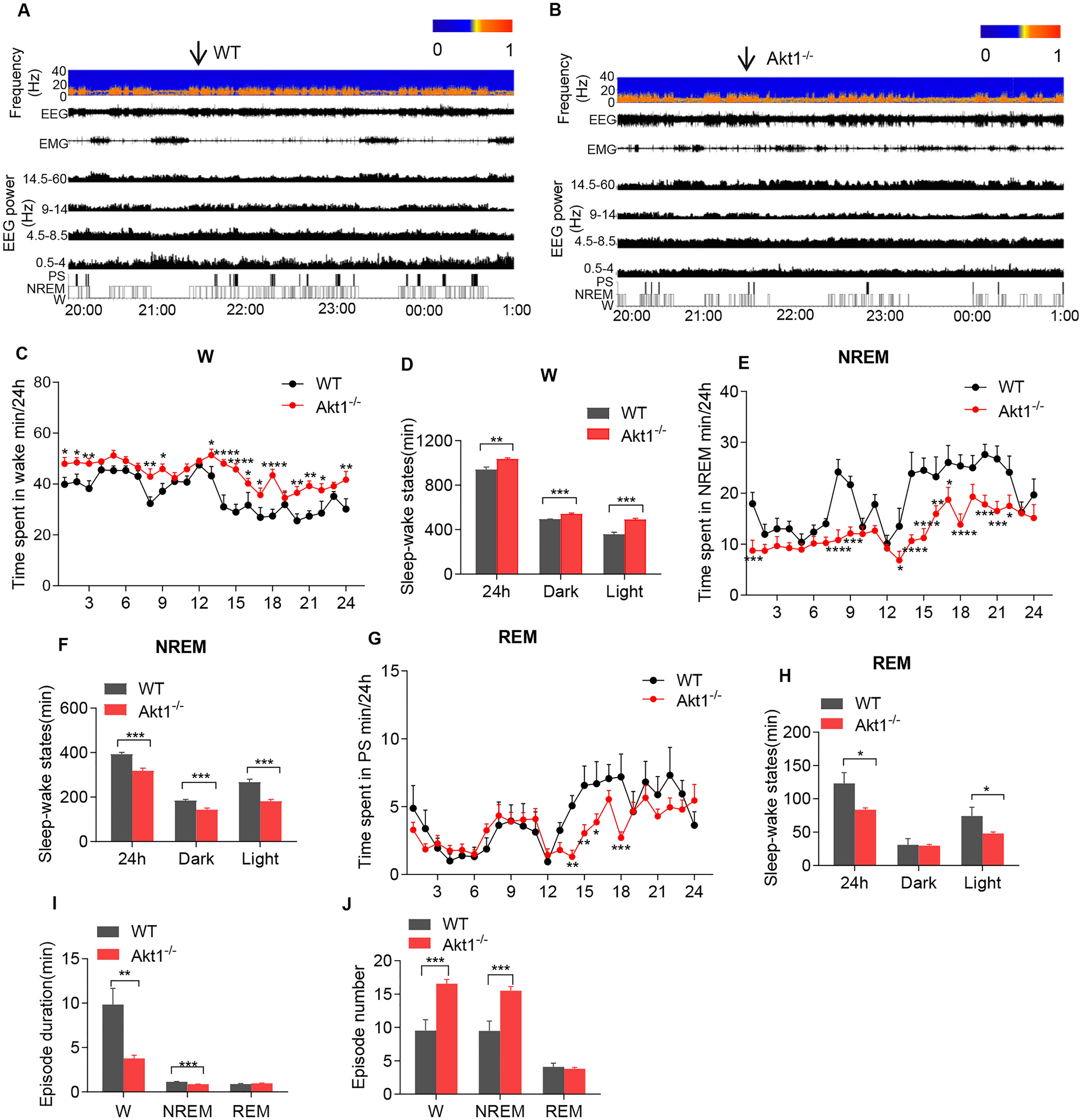 Differential effects of AKT1 and AKT2 on sleep–wake activity under basal conditions and in response to LPS challenge in mice