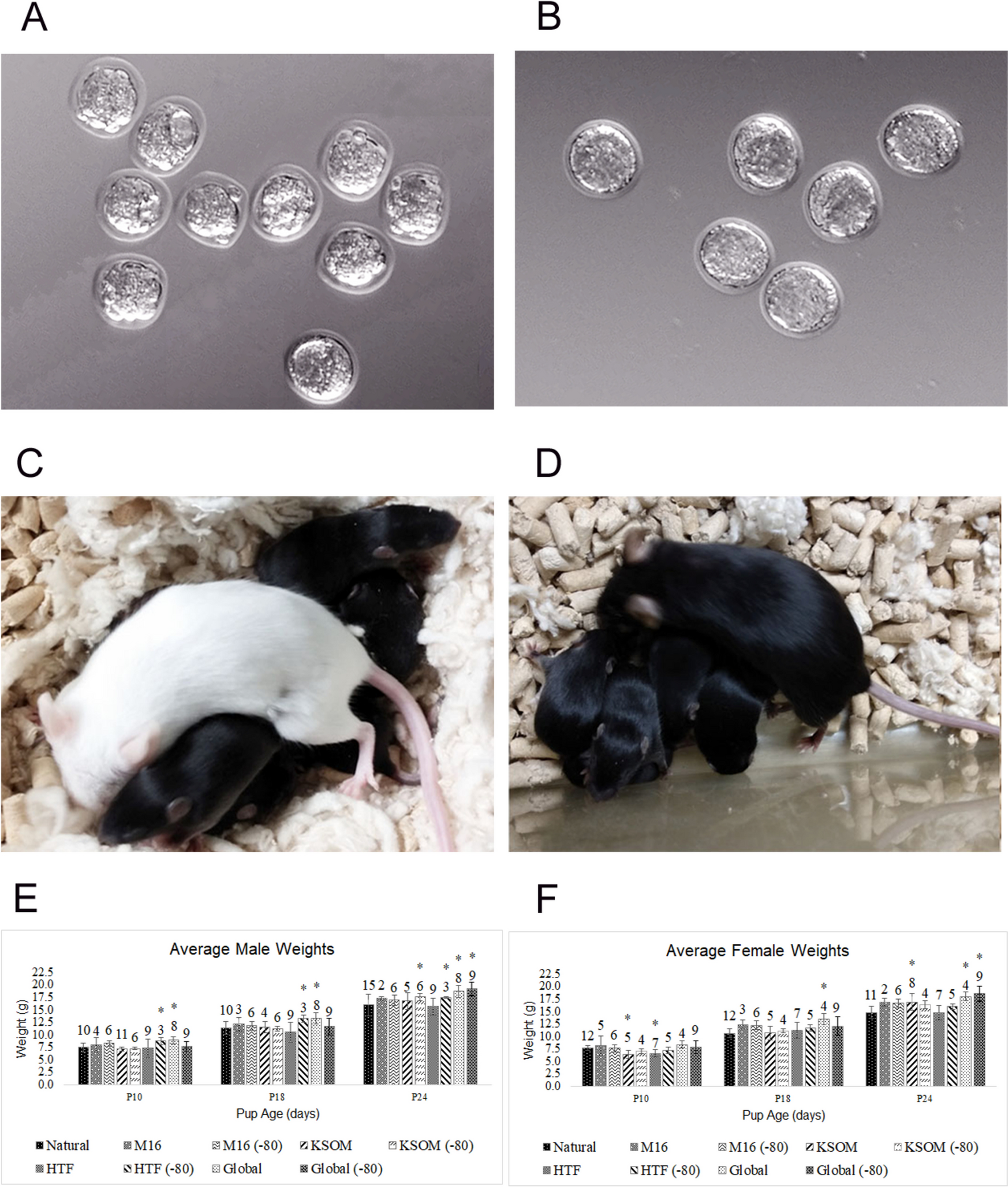 Influence of the storage conditions of embryo culture media on mouse development