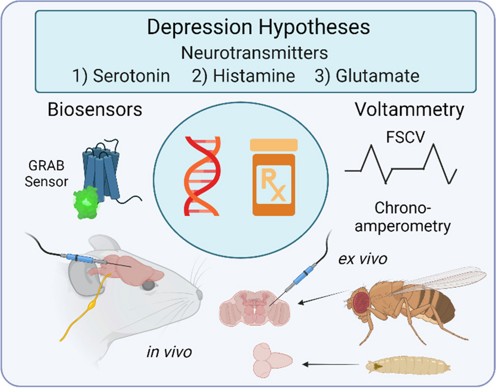 Electrochemical and biosensor techniques to monitor neurotransmitter changes with depression