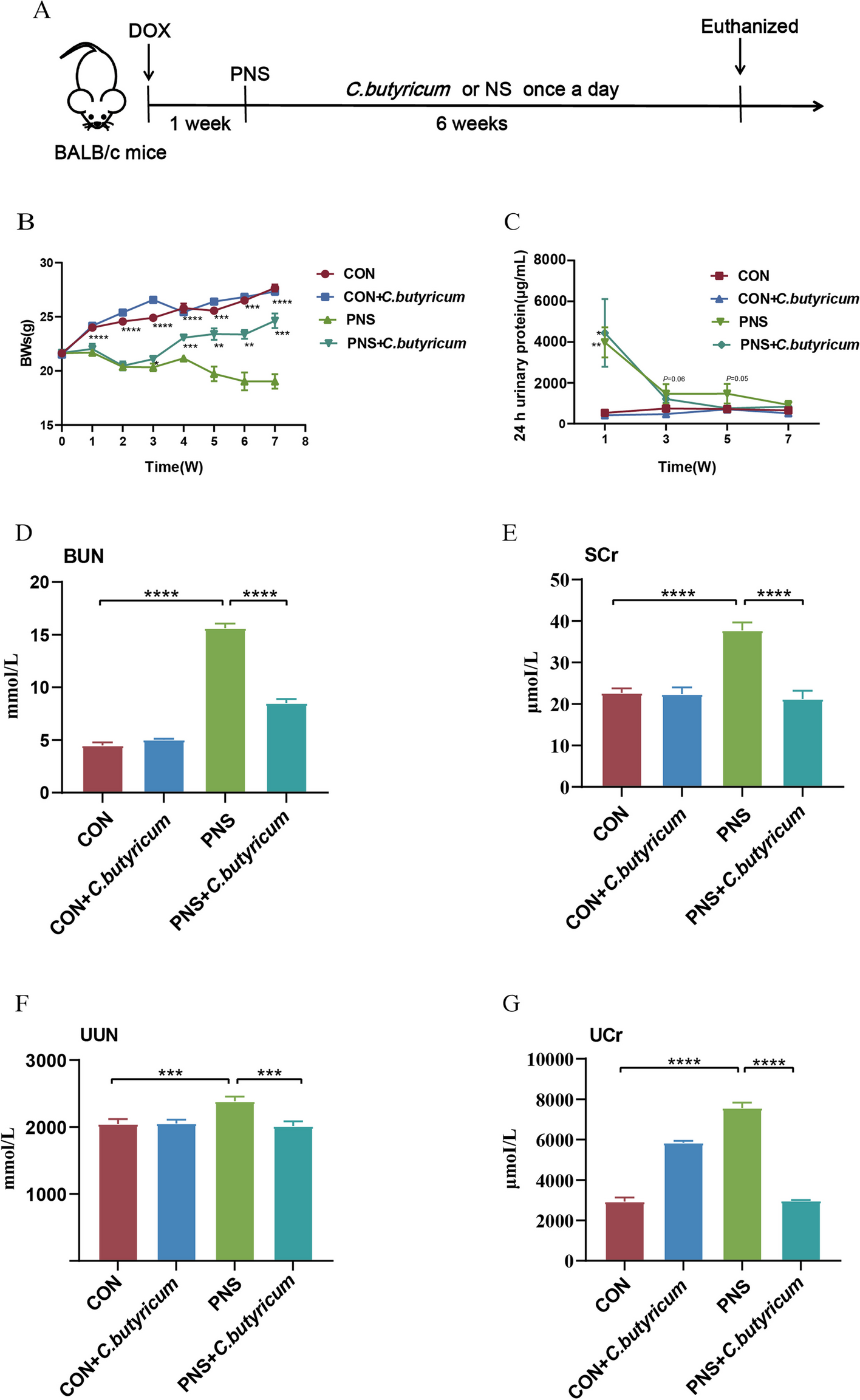 Clostridium butyricum inhibits the inflammation in children with primary nephrotic syndrome by regulating Th17/Tregs balance via gut-kidney axis