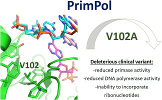 PrimPol Variant V102A with Altered Primase and Polymerase Activities