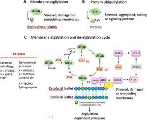 Membrane atg8ylation in canonical and noncanonical autophagy