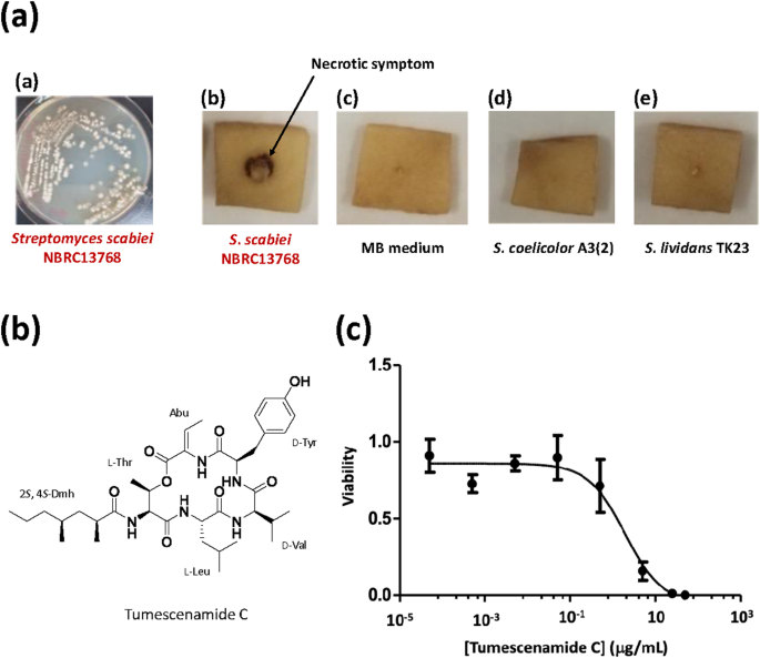 Tumescenamide C, a cyclic lipodepsipeptide from Streptomyces sp. KUSC_F05, exerts antimicrobial activity against the scab-forming actinomycete Streptomyces scabiei