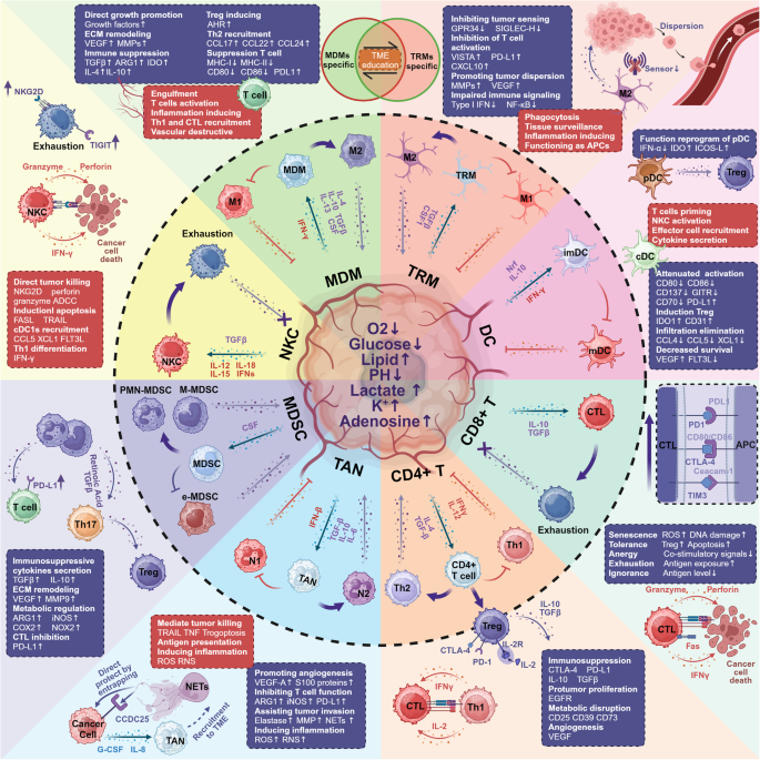 Harnessing innate immune pathways for therapeutic advancement in cancer