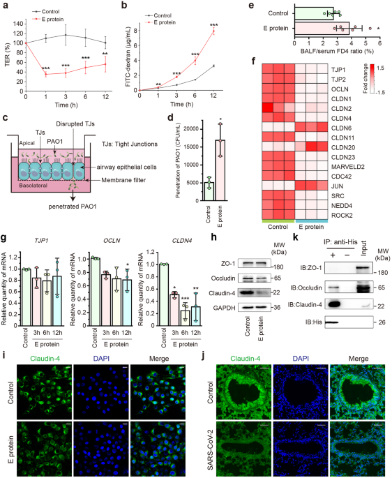SARS-CoV-2 envelope protein impairs airway epithelial barrier function and exacerbates airway inflammation via increased intracellular Cl− concentration