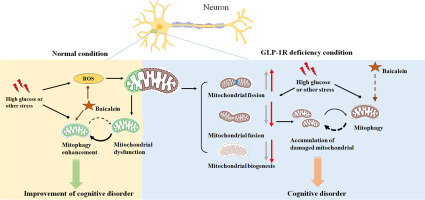 Baicalein: a potential GLP-1R agonist improves cognitive disorder of diabetes through mitophagy enhancement