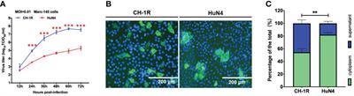 Minor envelope proteins from GP2a to GP4 contribute to the spread pattern and yield of type 2 PRRSV in MARC-145 cells
