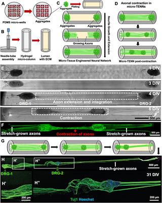 Generation of contractile forces by three-dimensional bundled axonal tracts in micro-tissue engineered neural networks