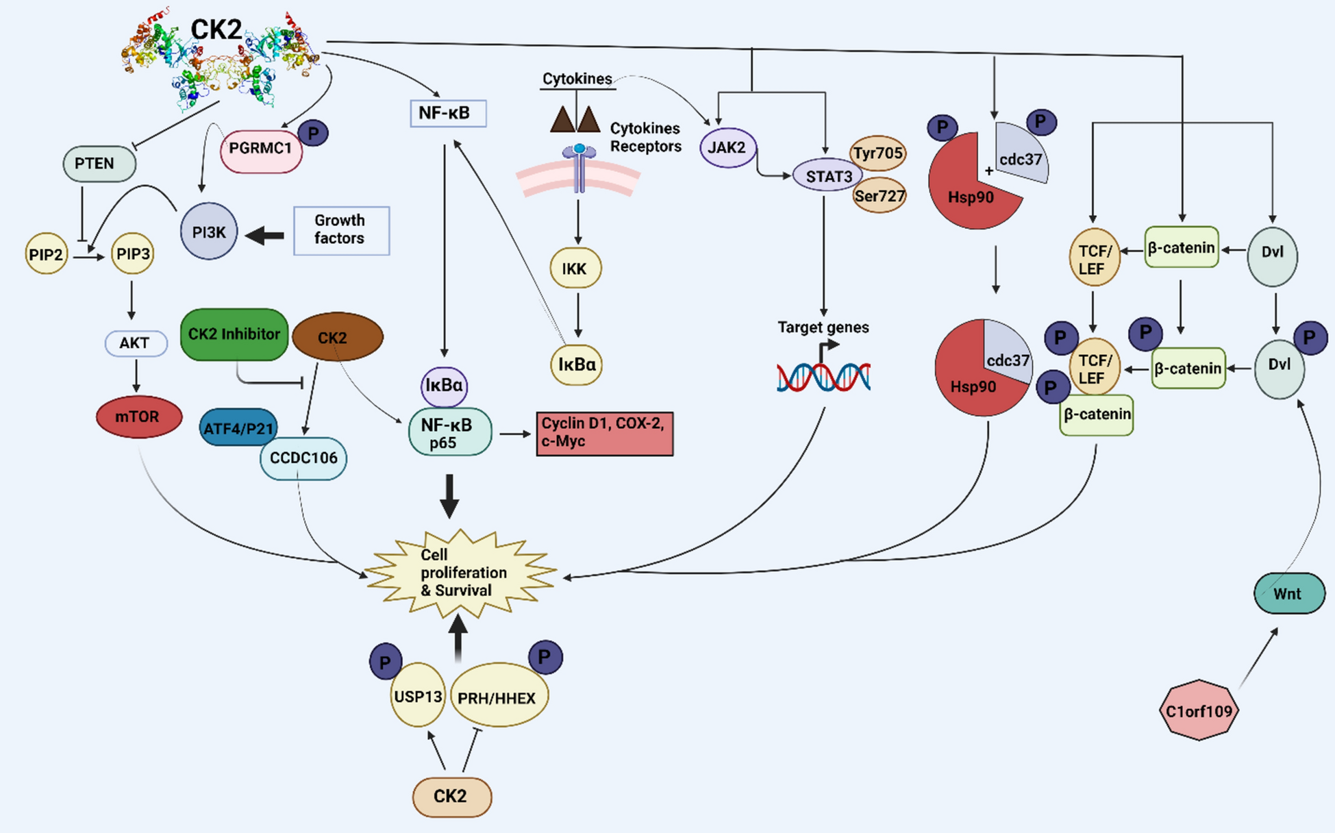 Regulation of cancer progression by CK2: an emerging therapeutic target