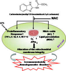 In vitro immunotoxicity effects of carbendazim were inhibited by n-acetylcysteine in microglial BV-2 cells