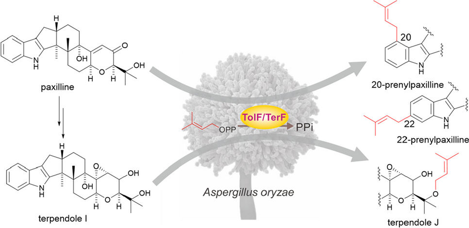 Biochemical characterization of a multiple prenyltransferase from Tolypocladium inflatum
