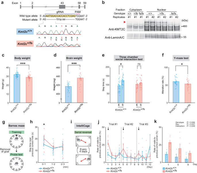 Transcriptomic dysregulation and autistic-like behaviors in Kmt2c haploinsufficient mice rescued by an LSD1 inhibitor
