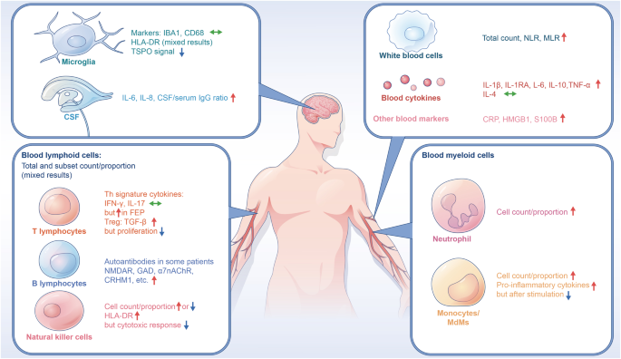 Immunophenotypes in psychosis: is it a premature inflamm-aging disorder?