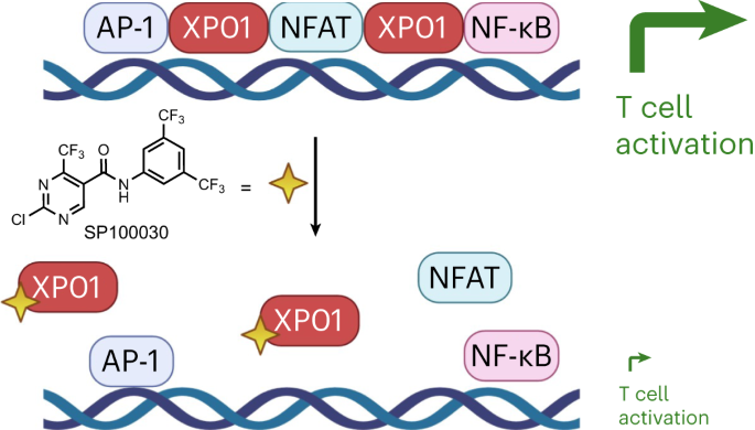 Targeting the chromatin binding of exportin-1 disrupts NFAT and T cell activation