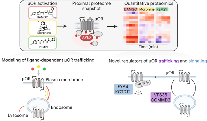 Profiling the proximal proteome of the activated μ-opioid receptor